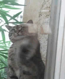 Cat Cat Playing GIF