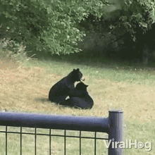 Bear Fight Viralhog GIF - Bear Fight Viralhog Get Off Of Me GIFs