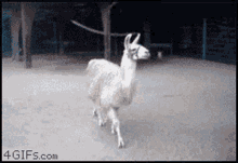 Llama Sassy GIF