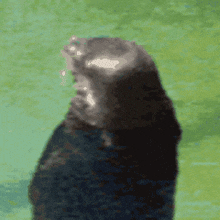 a close up of an otter standing in the water
