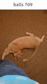 a cat is laying on its back on a carpet next to a person 's leg and the text balls 709