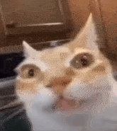 Kataman Cat GIF - Kataman Cat GIFs