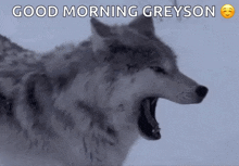 Wolf Yawn GIF - Wolf Yawn Stretch GIFs