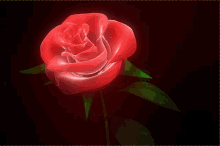 Red Rose Flower GIF - Red Rose Flower Spin GIFs