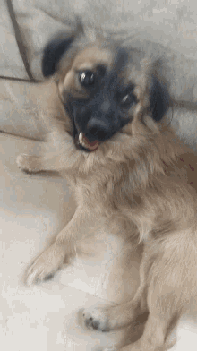 Argos Dog GIF - Argos Dog Pup GIFs