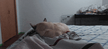 Hadassa Allison Zarya The Laika GIF - Hadassa Allison Zarya The Laika Dog Sleeping Using Foot As Pillow GIFs