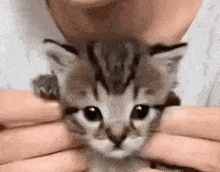 Kitty Cat Wiggle GIF - Kitty Cat Wiggle Stolen GIFs