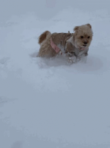 Running Dog GIF Running Dog Cute Discover Share GIFs Running Dog GIF Running Dog Cute Discover Share GIFs