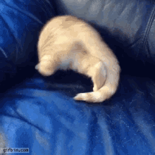 couch cat kitten stuck hermit