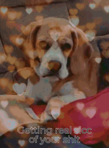 Glbo Done With Your Shit Dog GIF - Glbo Done With Your Shit Dog Disappointed Dog GIFs