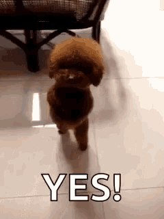 Dancing Dog Cute Chacha GIF Dancing Dog Cute Chacha Yes Discover Share GIFs