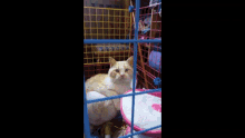 Cat Jail GIF - Cat Jail Escape GIFs