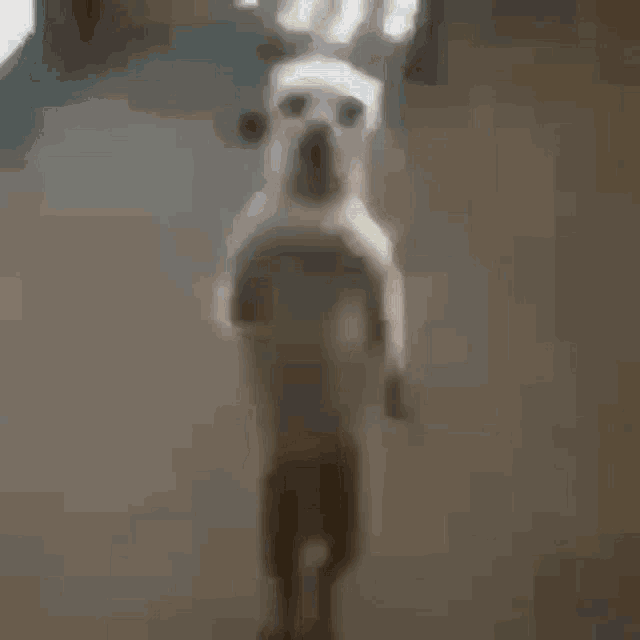 Perro Brazil GIF - Perro Brazil Bailando - Discover & Share GIFs