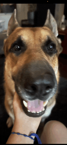 a close up of a person petting a dog with its tongue out