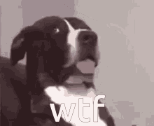 Wtf Huh GIF - Wtf Huh Funny Animals GIFs