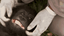 Laughing Gorilla Top3mountain Gorilla Moments GIF - Laughing Gorilla Top3mountain Gorilla Moments World Gorilla Day GIFs