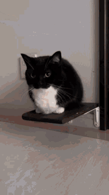 Unicouniuni Tux Cat GIF - Unicouniuni Tux Cat Tuxedo Cat GIFs