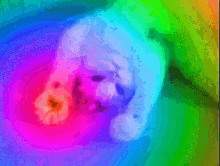 Meow Trance GIF - Meow Trance Rainbow GIFs