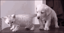 Puppy Kitten GIF - Puppy Kitten Love GIFs