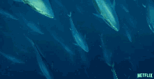 Tuna Fish GIF - Tuna Fish Swimming GIFs