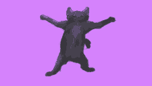 Cyfrin Dance GIF - Cyfrin Dance Cat GIFs