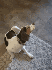 Beagle Dog Scratching GIF - Beagle Dog Scratching Happy Puppy GIFs