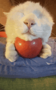 Cat Greedy Cat With Apple GIF