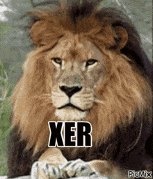 Xer Lion Xerlion GIF - Xer Lion Xerlion GIFs
