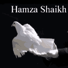a person in white gloves is holding a white bird in their hand