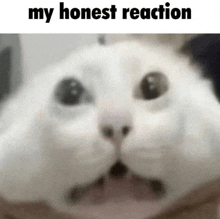 a close up of a cat 's face with the words " my honest reaction " below it