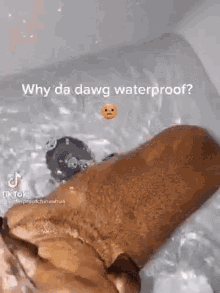 Why Da Dawg Waterproof Dawg GIF - Why Da Dawg Waterproof Dawg Waterproof Dog GIFs