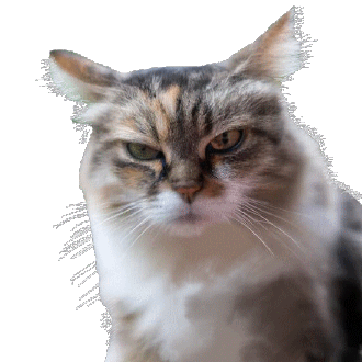 dedo-do-meio-gato.gif