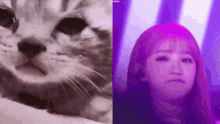 Chaewon Izone GIF - Chaewon Izone Cat GIFs