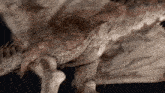 a close up of a dragon 's feathers on a dark background