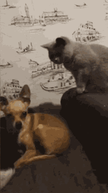 Gatoloco Cat GIF - Gatoloco Cat Dog GIFs