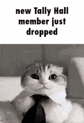 Tally Hall Cat GIF - Tally Hall Cat Meme GIFs