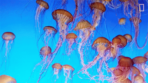 Jellyfish National Geographic GIF - Jellyfish National Geographic Blooms -  Discover & Share GIFs