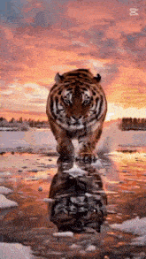 a tiger is running through a frozen lake at sunset .