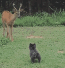 Gaurd Dog Deer GIF - Gaurd Dog Deer Funny Animals GIFs