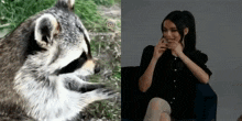 Rachel Zegler Raccoon GIF - Rachel Zegler Raccoon Hehehe GIFs
