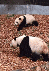 a couple of panda bears standing on a pile of leaves