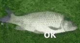 Ok Okay GIF - Ok Okay Fish Gif GIFs