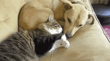Cat Dog GIF - Cat Dog Cuddle GIFs