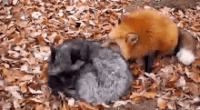 Foxes Backrub Rv Sleeping GIF