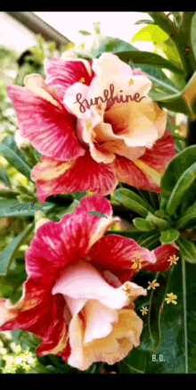 Sunshine Flowers GIF - Sunshine Flowers Butterfly GIFs