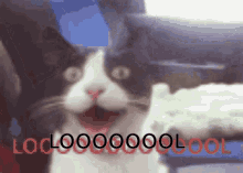 Pooger Lol GIF - Pooger Lol Cat GIFs
