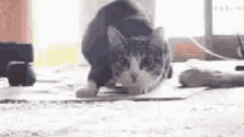 Cat Shimmy GIF - Cat Shimmy Dance GIFs