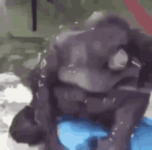 gorila gorilla falling monkey caiu
