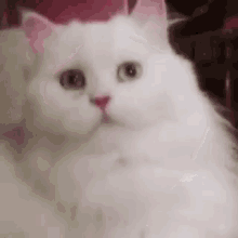 Cat Yawn GIF - Cat Yawn Meow GIFs