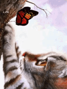 Cat Butterfly GIF - Cat Butterfly Curious GIFs